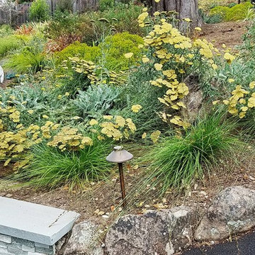Aptos Hills Deer-Resistant and Drought-Tolerant