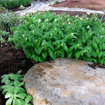Master Gardener Landscape Makeover Rain Garden