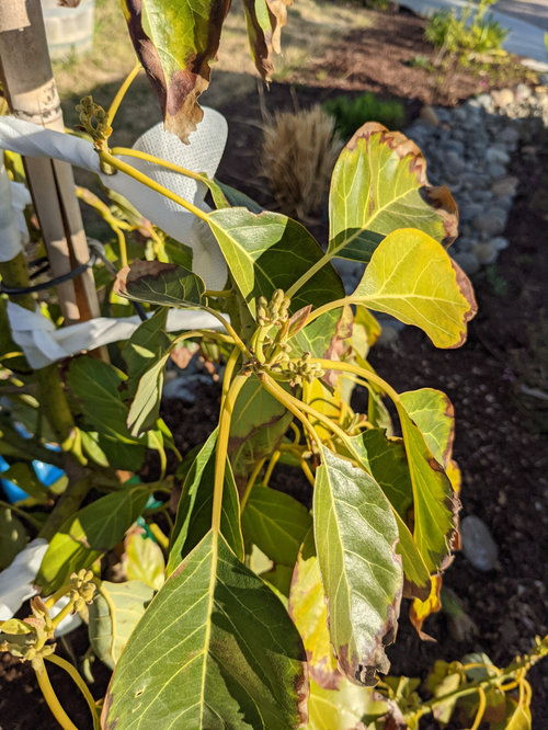 Avocado trees look drooping in the spring?