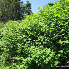 Japanese Knotweed - an invasive plant in the Hudson Valley NY