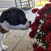 Nikki Gruber's photo
