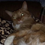 Debbie Templin's photo