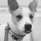 Calli Cattledog's photo