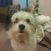 Maxwell Howell-Crestie's photo