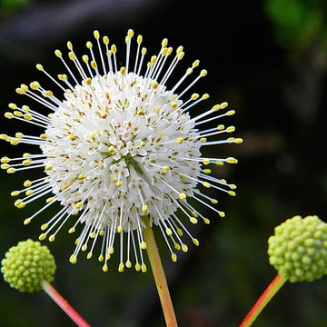 Buttonbush