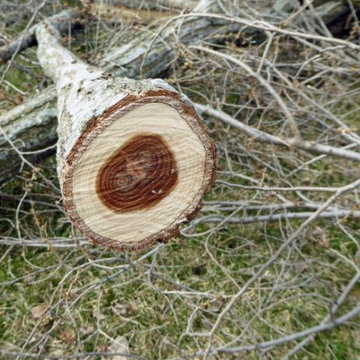 Denver Landscape & Tree Removal Service