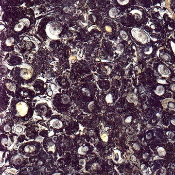 Natural Fossil Stone Tile Flooring
