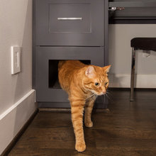 Cat Space
