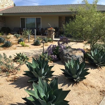 Succulent Excitement