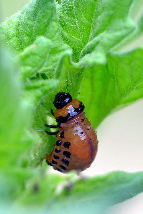 Red "worm" with black spots