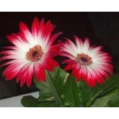 Kelli Lovell's photo