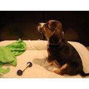 Cote Sanchez's photo