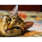 Ileana Vila's photo