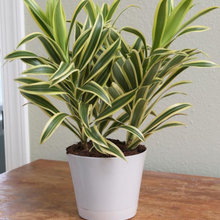 Plants to Explore