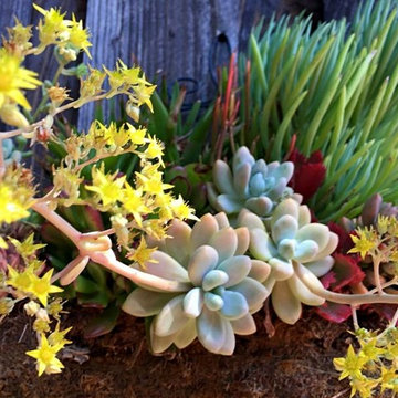 Feng Shui OasisL Succulents