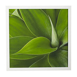 SUCCULENT PRINT - PINA - Artwork