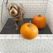 Dog Bath/Room