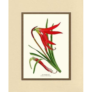 Vintage Botanical Flower Art Print: Jacobean Lily