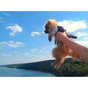 Jacqueline Ostrov's photo