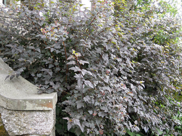 Diabolo(R) ninebark (Physocarpus opulifolius Diabolo(R))