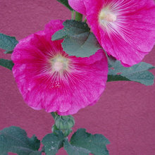 barbara_epley's ideas
