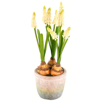 10" Yellow Hyacinths In Container 2/Pk