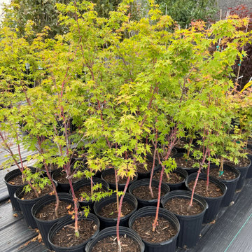 Maple trees