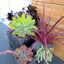 Backyards Plants In Pots
