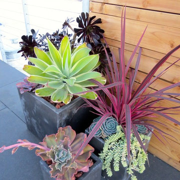 Inner city patios, roofs and deck plantings