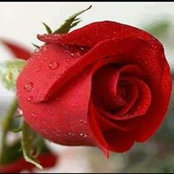 Hala El Sherif's photo