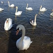 Tracy Tray's photo