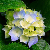 Michelle Qiu's photo
