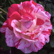 roserosette's photo