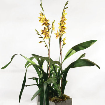 Interior Plants, Terrariums and Floral