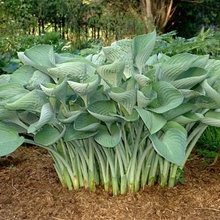 Gardening Wish List