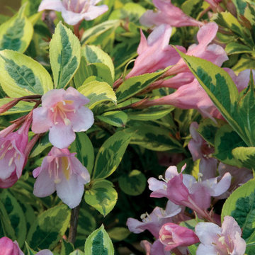 Rainbow Sensation™ Weigela Weigela 'Kolmagira' PP#20384