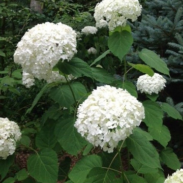 Hydrangea Festival Contest