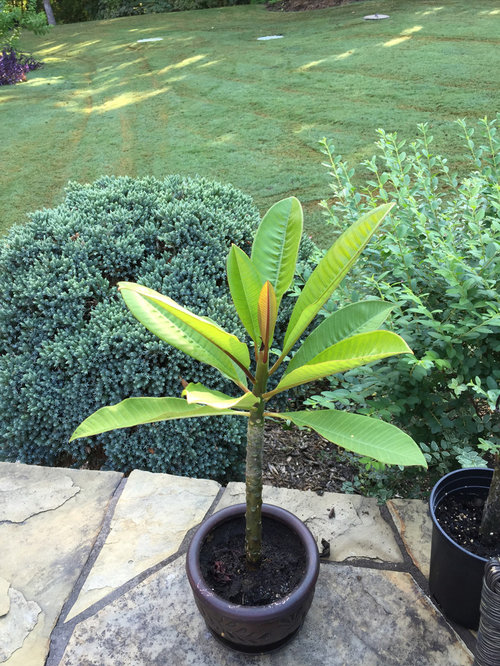 Strange Growth on a Plumeria cutting