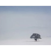 Mina Heshmat's photo