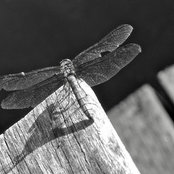 karelina's photo