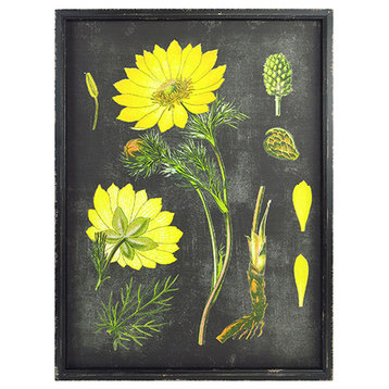 Rectangular Wood Framed Botanical Print With Glass Front, 2- Yellow
