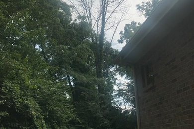 Tree Removal and Tree Trimming in Centerville