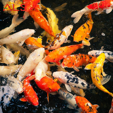 Koi Fish