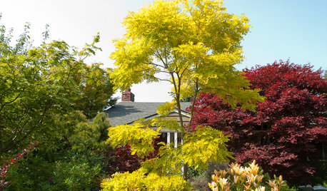 8 Gartenbäume, die gut mit dem Klimawandel zurechtkommen