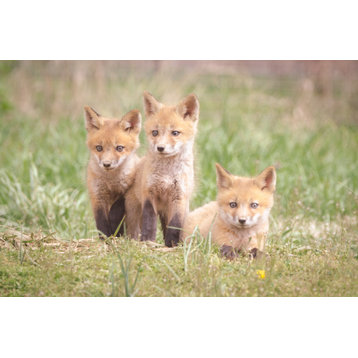 Siblings (Baby Foxes) Wildlife Photography Unframed Wall Art Print, 8" X 10"