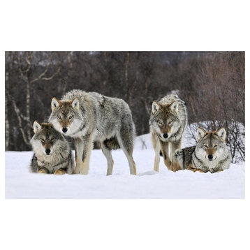 "Gray Wolf group, Norway" Digital Paper Print by Jan Vermeer, 24"x16"