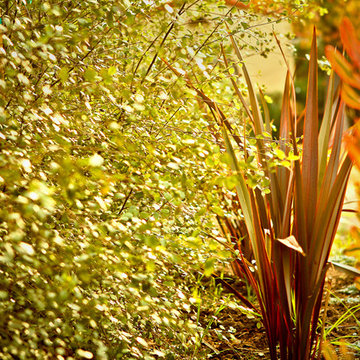 Front Yard, Contemporary Detail -Colors and Light - Back Yard