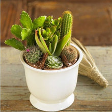 indoor plant ideas