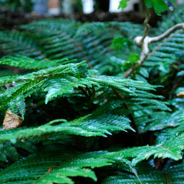 Tassel Fern.