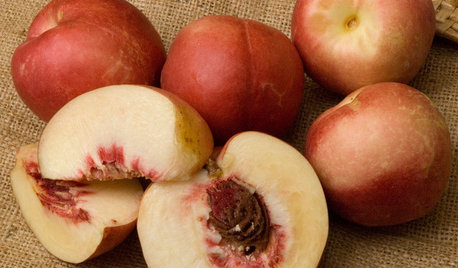 Grow Plum Hybrids for Your Favorite Fruit Flavors